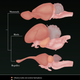 Illustration for article titled The smell that caused ancient mammals brains to double in size